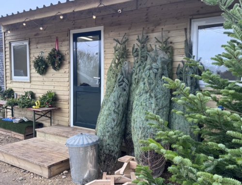 Christmas Tree Sale at Our Farm Shop