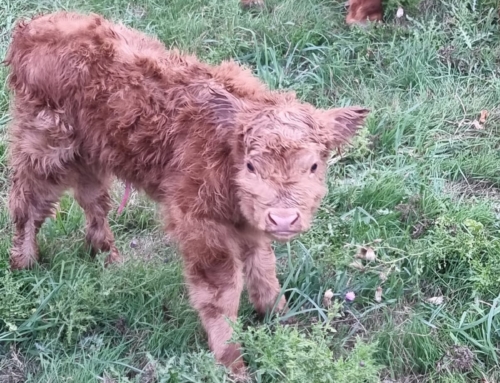 Lots of exciting new arrivals at our Outdoor Learning Centre!